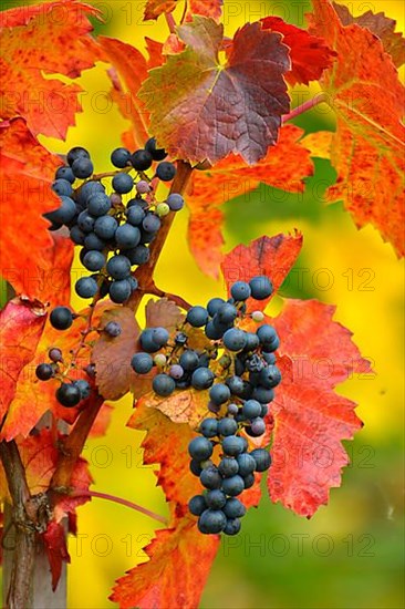 Red wine grapes on the vine with colourful leaves in autumn