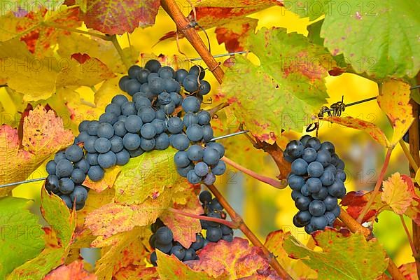 Red wine grapes on the vine with colourful leaves in autumn