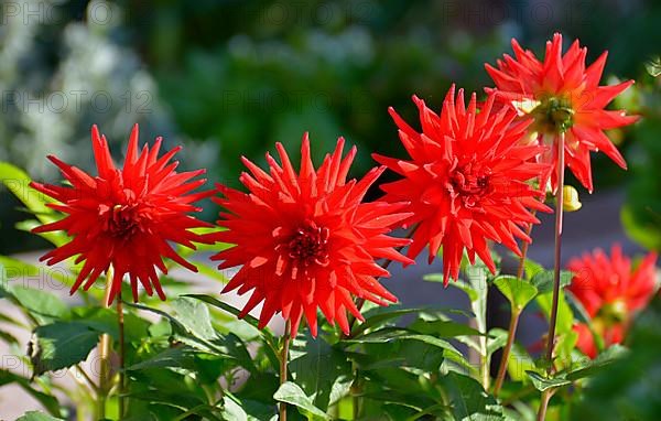 Anemone flowering red dahlias in the garden