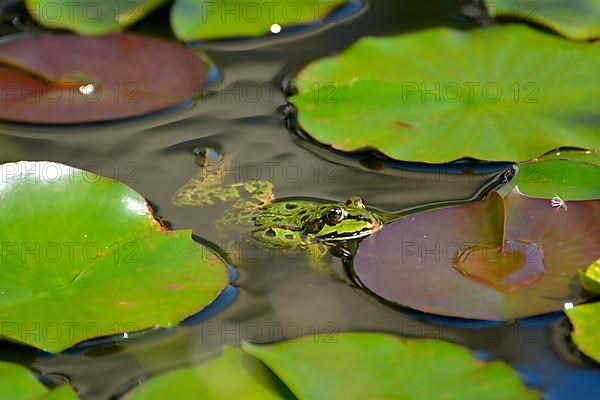 Water frog in the lily pond