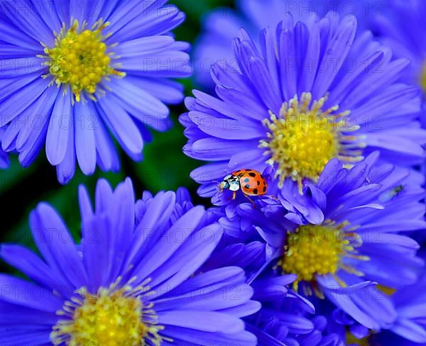 Blue Autumn Aster with Ladybird in the Garden