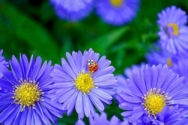 Blue Autumn Aster with Ladybird in the Garden