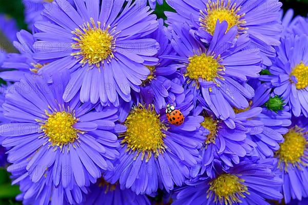 Blue Autumn Aster with Ladybird in the Garden