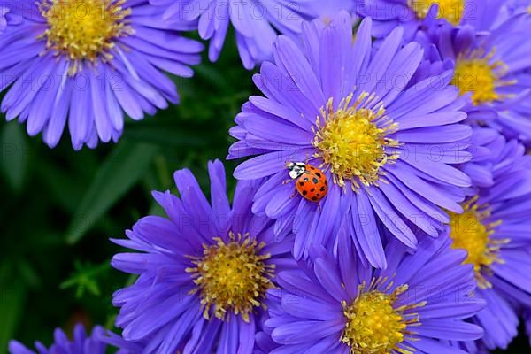 Blue Autumn Aster with Ladybird in the Garden