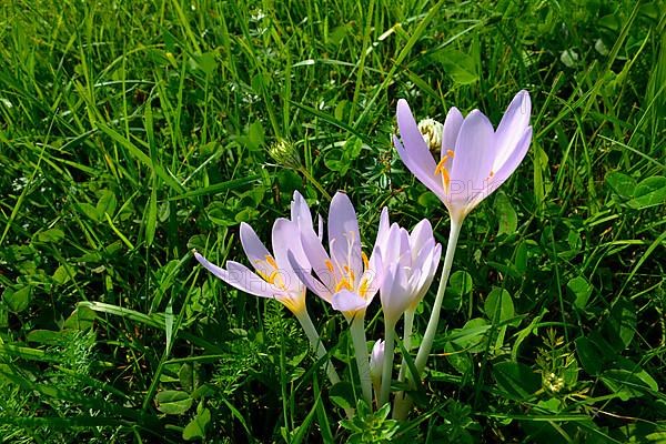 Autumn crocus flowering in meadow