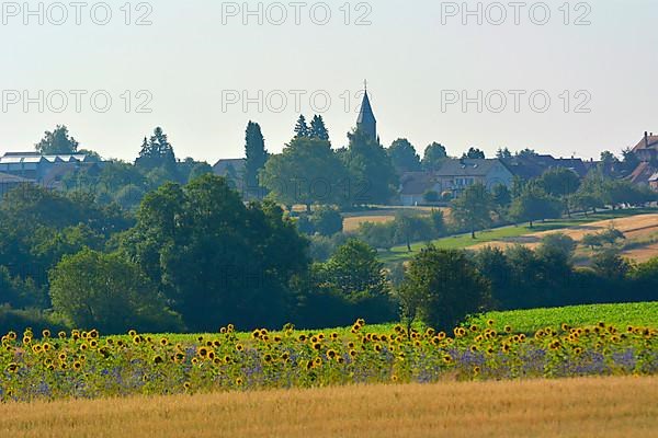 Maulbronn : Sunflower