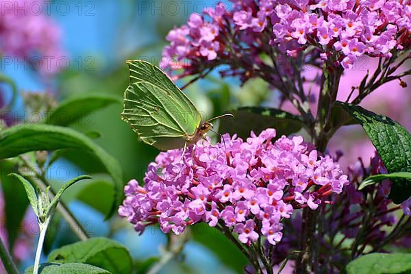Lemon butterfly on butterfly bush