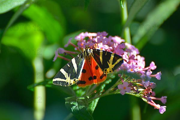 Butterfly : jersey tiger