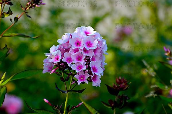 Phlox