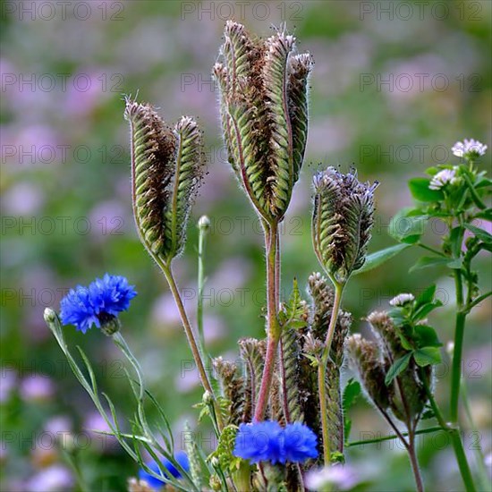 Cornflowers blooming in the field