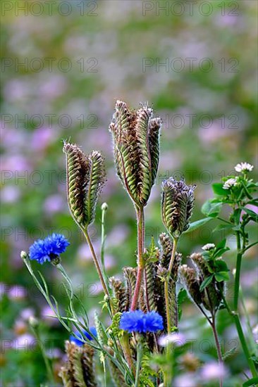 Cornflowers blooming in the field