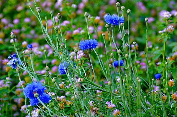 Cornflowers blooming in the field