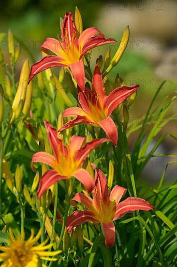 Daylily flowering in the garden