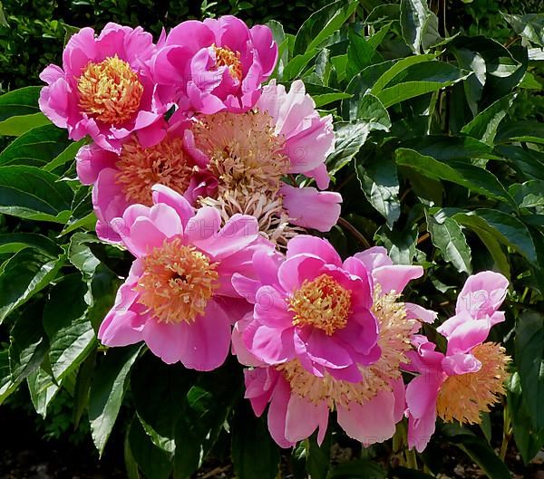 Peonies flowering in the garden