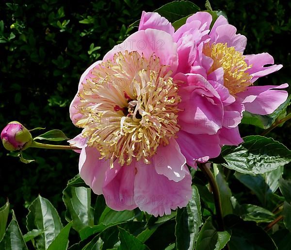 Peonies flowering in the garden