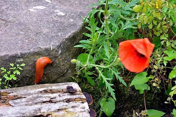 Red slug in the garden