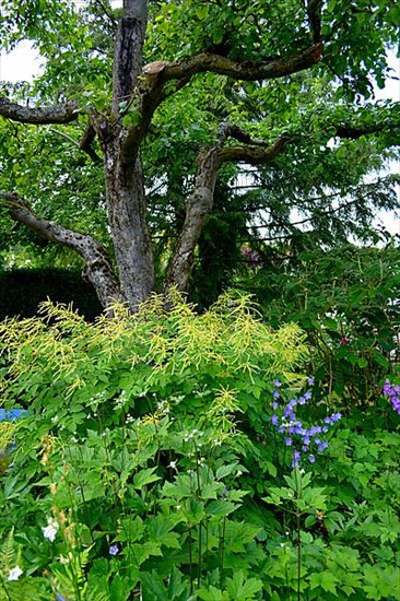 Perennial garden in bloom