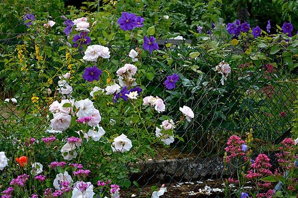 Flowers on the wire mesh fence