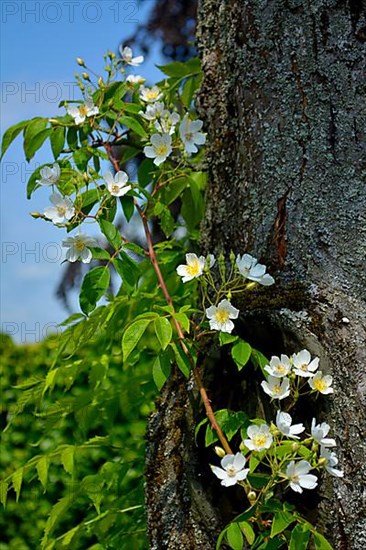 Hedge roses on the tree trunk in the garden