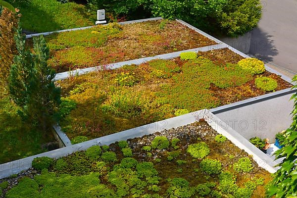 Garage roof planted Green roof