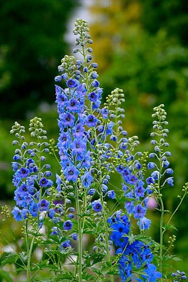 (Delphinium) flowering in the garden, Dephinium Hybride