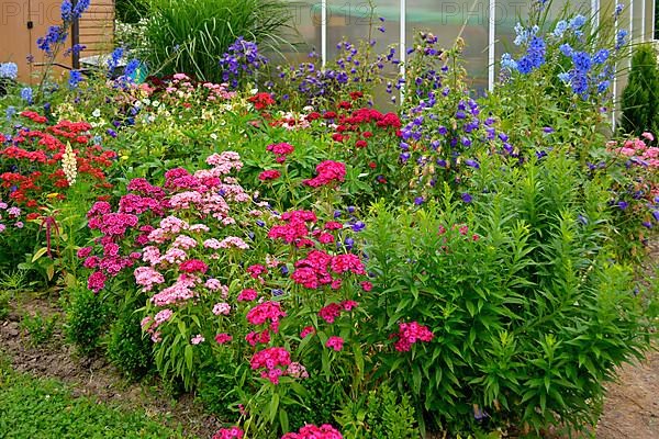 Various bearded carnations flowering in the garden