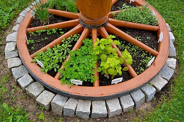 Wagon wheel divided in the garden with kitchen herbs