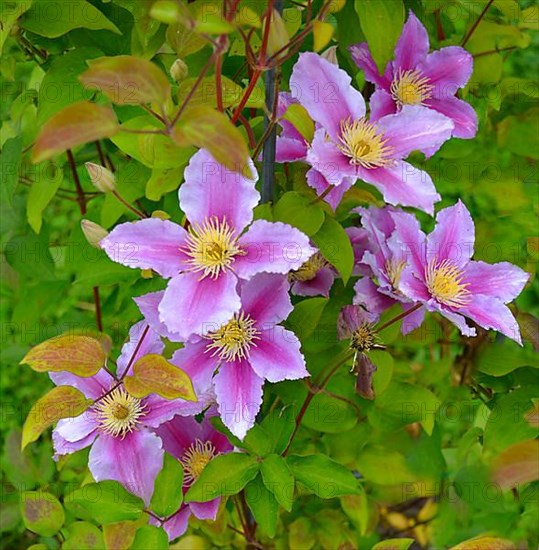 Clematis hybrid flowering in the garden