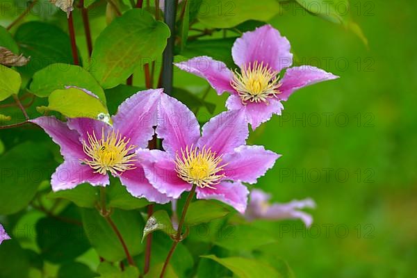 Clematis hybrid flowering in the garden