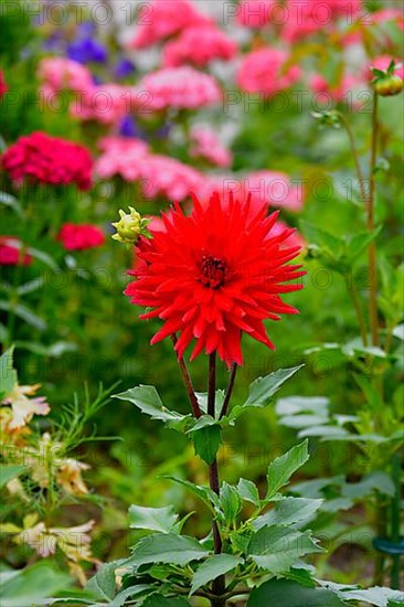 Flower Garden Red Cactus Dahlia