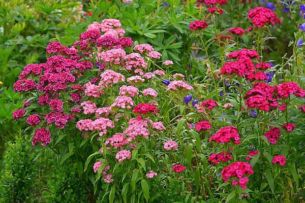 Various bearded carnations flowering in the garden