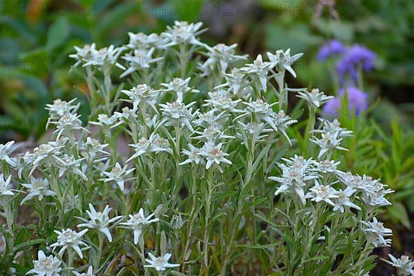 Edelweiss blooming in the garden