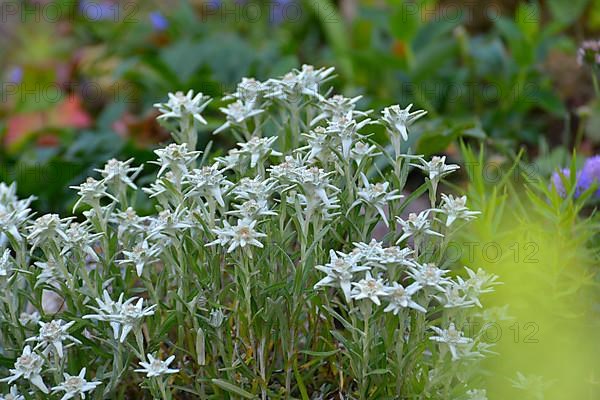 Edelweiss blooming in the garden