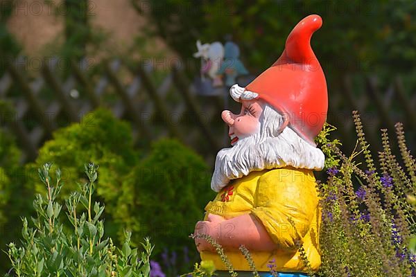 Garden gnome in the garden