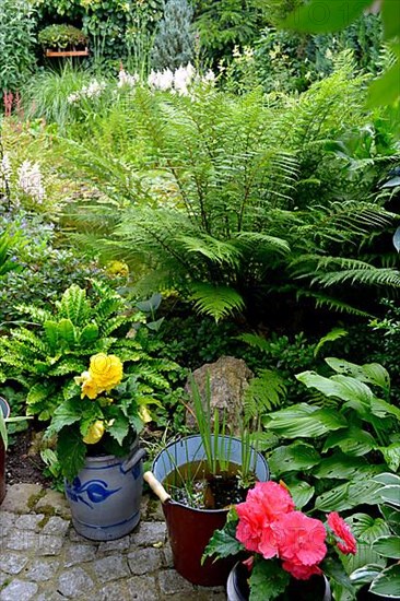 Various plants in the garden