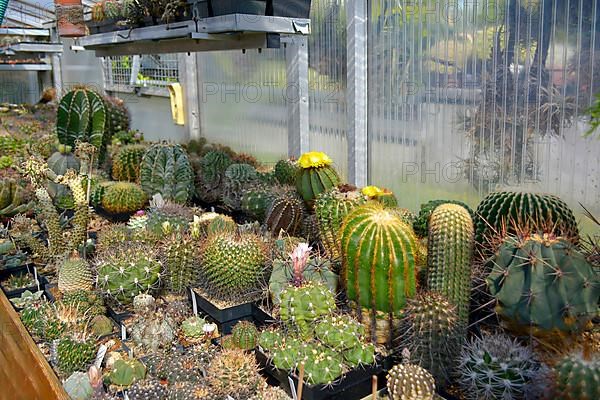 Cacti collection