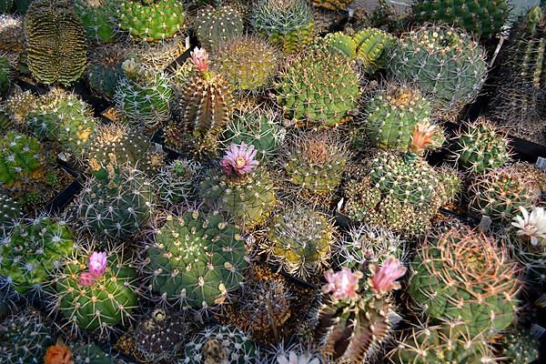 Cacti collection