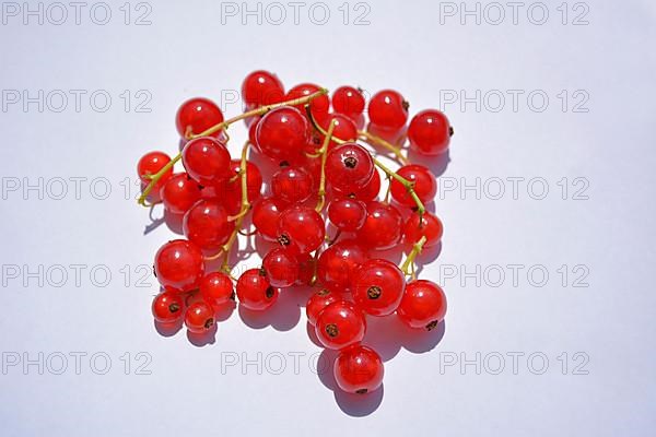 Red currants