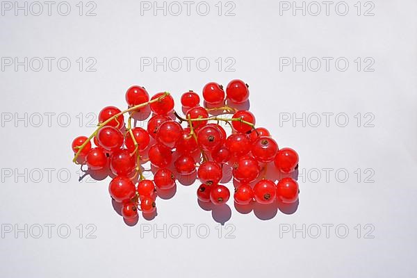 Red currants