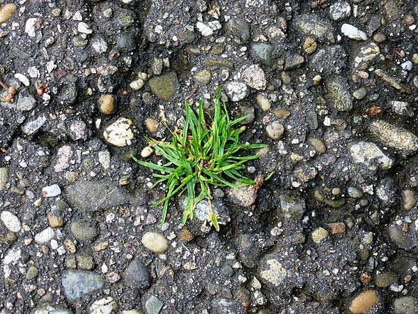 Grass tuft grows out of asphalt