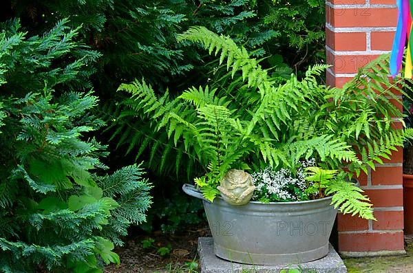 Fern in the tin tub in the garden