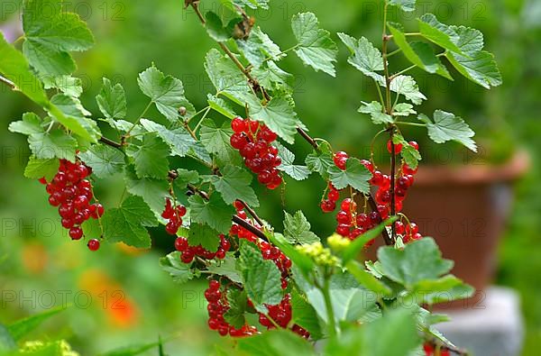 Red currants in the garden