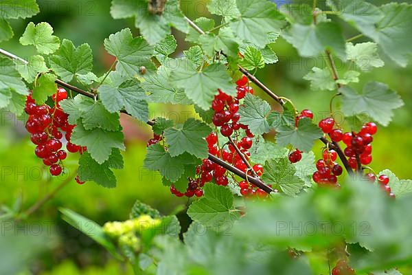 Red currants in the garden