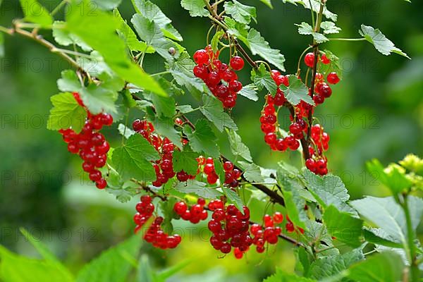 Red currants in the garden