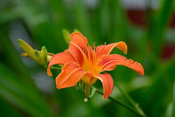 Orange daylily blossom in the garden