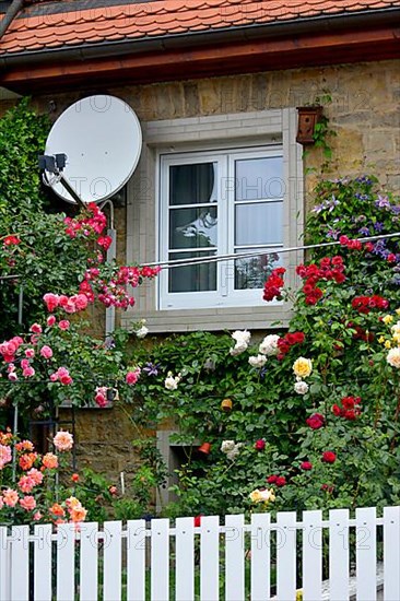 Roses with clematis on house wall