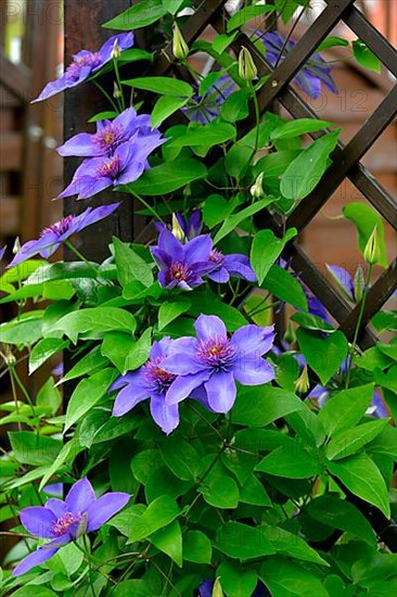 Clematis blue flowering in the garden on the climbing frame