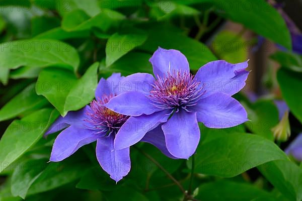 Clematis blue flowering in the garden on the climbing frame