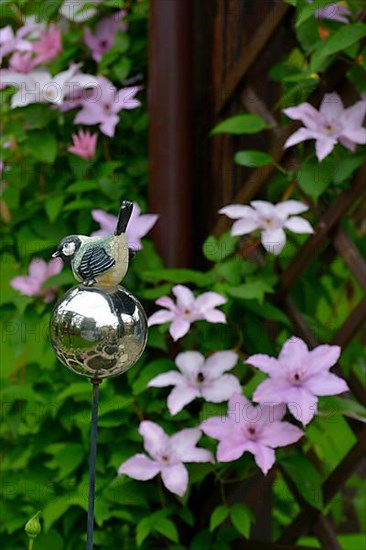 Clematis blue flowering in the garden on the climbing frame