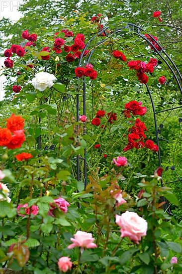 Rose arch